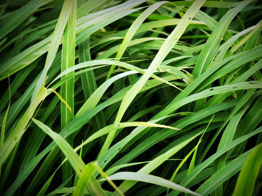 Fertilization and weed control