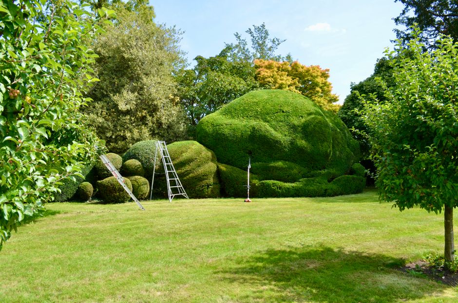 Tree and hedge trimming